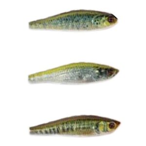 Sakura Minnow Minchub SP 55 Milímetros 4,6g