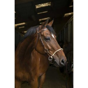 Norton equestrian Cabeçada Side Pull Corde