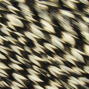 Baetis Pluma Colgadera