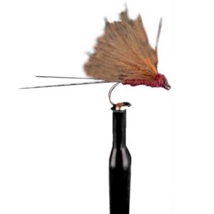 Baetis Voe Baron Vila