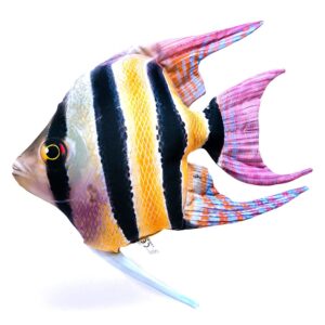 Gaby The Freshwater Angelfish