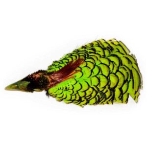 Baetis Pluma Lady Amherst